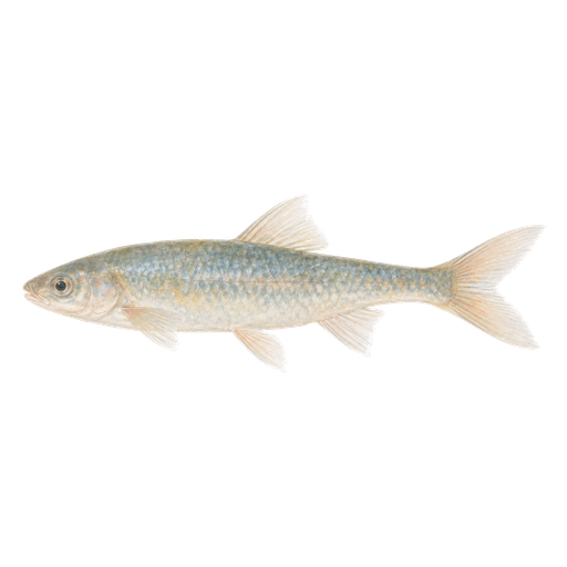 儵魚